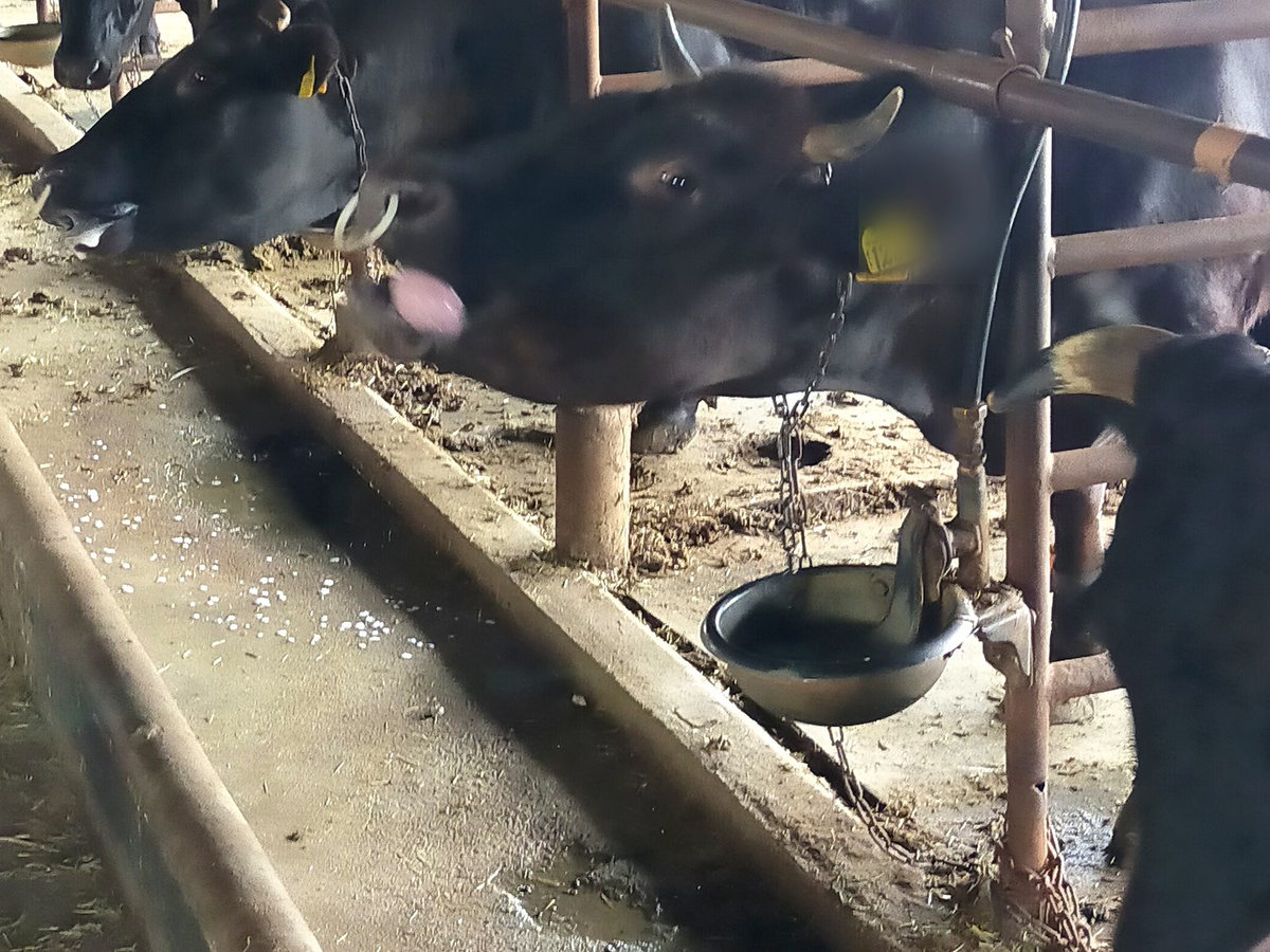 牛舎の牛